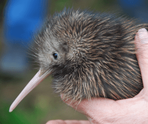 10 curiosidades sobre o kiwi! (e não é a fruta!) - Kiwi - Nova Zelândia