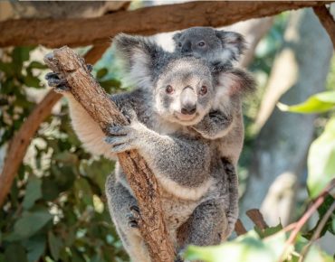 7 fatos interessantes sobre coalas