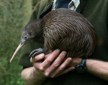 10 curiosidades sobre o kiwi! (e não é a fruta!)