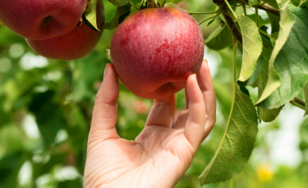 Covid-19: possíveis ofertas de trabalho em meio à pandemia