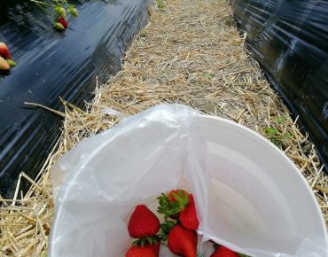 Onde colher suas proprias frutas na Nova Zelândia?