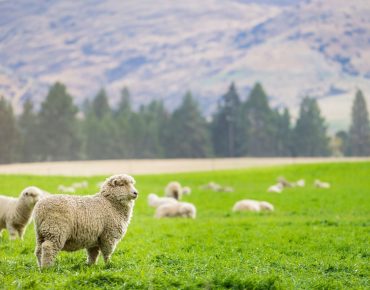 5 coisas a NÃO se fazer na Nova Zelândia
